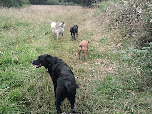 Dita- petsitter Praha nebo Páníček pro psi