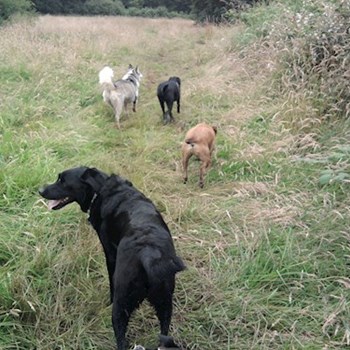 thumbnail petsitter Praha nebo páníček pro psi