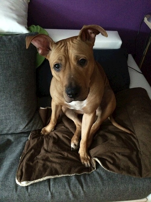 Pavla- petsitter Miroslav or Pet nanny for dogs cats