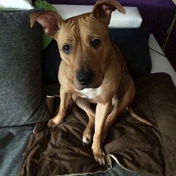 thumbnail petsitter Miroslav or pet nanny for dogs cats
