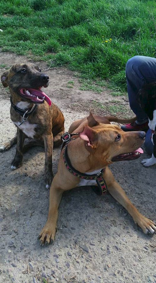 Pavla- petsitter Miroslav or Pet nanny for dogs cats