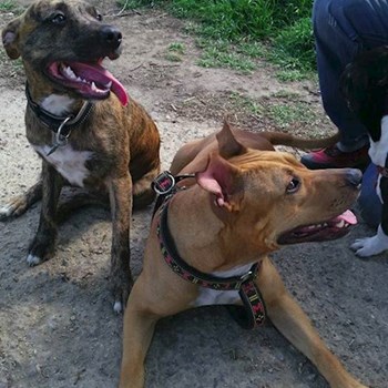 thumbnail petsitter Miroslav or pet nanny for dogs cats