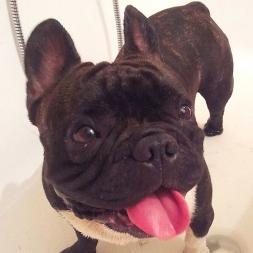 Pavla- petsitter Miroslav or Pet nanny for dogs cats