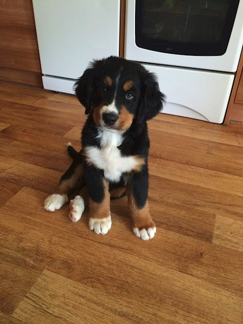 Pavla- petsitter Miroslav or Pet nanny for dogs cats