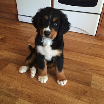 thumbnail petsitter Miroslav or pet nanny for dogs cats