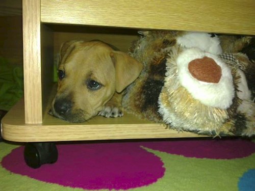Pavla- petsitter Miroslav or Pet nanny for dogs cats