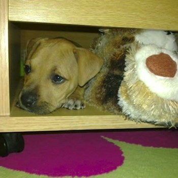 thumbnail petsitter Miroslav or pet nanny for dogs cats