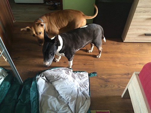 Pavla- petsitter Miroslav or Pet nanny for dogs cats