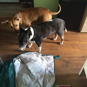 thumbnail petsitter Miroslav or pet nanny for dogs cats