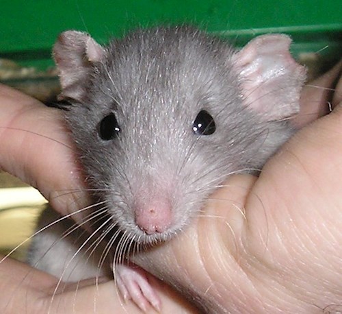 Jana- petsitter Polská 64  nebo Páníček pro psi kočky