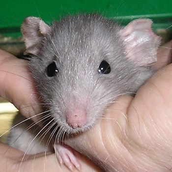 thumbnail petsitter Polská 64  nebo páníček pro psi kočky