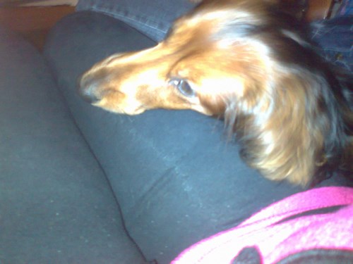 Jana- petsitter Polská 64  nebo Páníček pro psi kočky