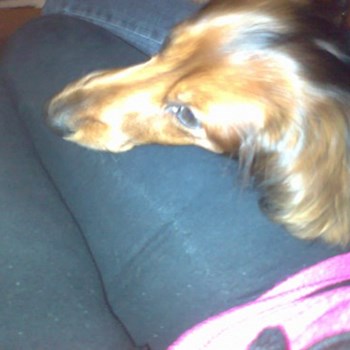 thumbnail petsitter Polská 64  nebo páníček pro psi kočky