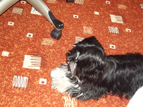 Jana- petsitter Polská 64  nebo Páníček pro psi kočky