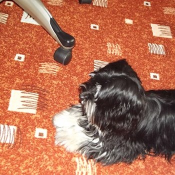 thumbnail petsitter Polská 64  nebo páníček pro psi kočky