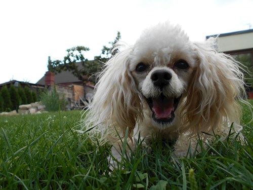 Martina- petsitter Hradec Králové nebo Páníček pro psi kočky