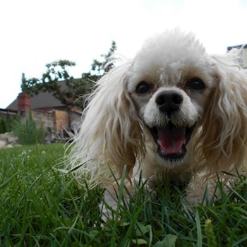 thumbnail petsitter Hradec Králové nebo páníček pro psi kočky