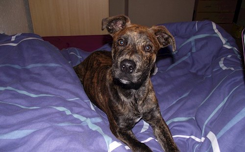 Martina- petsitter Hradec Králové nebo Páníček pro psi kočky