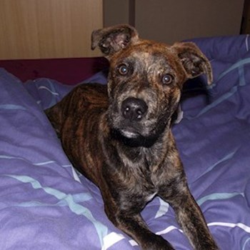 thumbnail petsitter Hradec Králové nebo páníček pro psi kočky