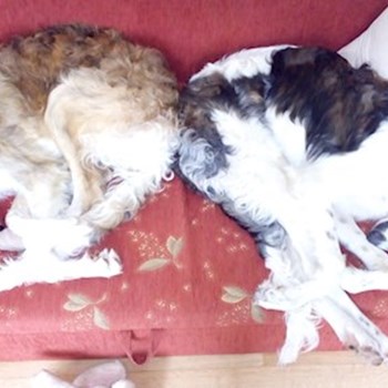  thumbnail petsitter Hradec Králové or pet nanny for dogs cats 