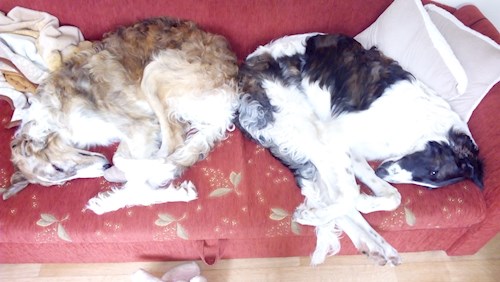 Martina- petsitter Hradec Králové nebo Páníček pro psi kočky