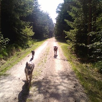  thumbnail petsitter Hradec Králové or pet nanny for dogs cats 