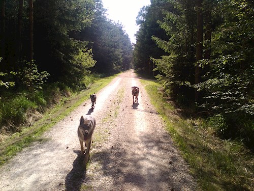 Martina- petsitter Hradec Králové nebo Páníček pro psi kočky