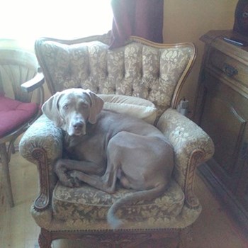  thumbnail petsitter Hradec Králové or pet nanny for dogs cats 