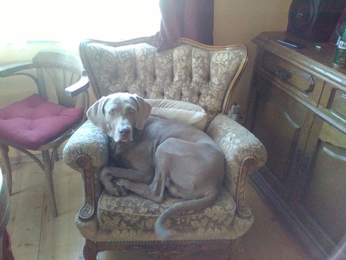 Martina- petsitter Hradec Králové nebo Páníček pro psi kočky