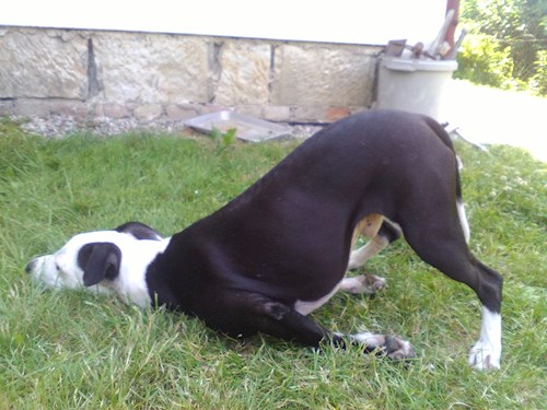 Martina- petsitter Hradec Králové nebo Páníček pro psi kočky