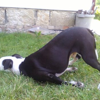 thumbnail petsitter Hradec Králové nebo páníček pro psi kočky