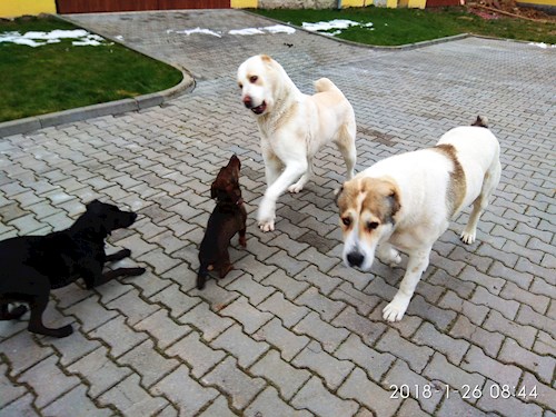 Martina- petsitter Hradec Králové nebo Páníček pro psi kočky