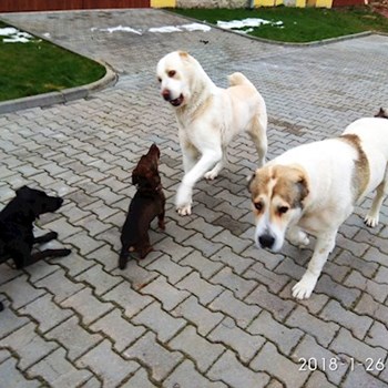 thumbnail petsitter Hradec Králové nebo páníček pro psi kočky