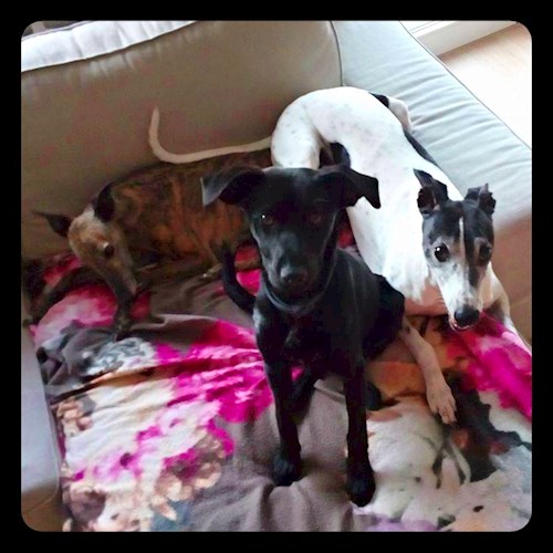 Martina- petsitter Hradec Králové nebo Páníček pro psi kočky