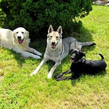  thumbnail petsitter Hradec Králové or pet nanny for dogs cats 