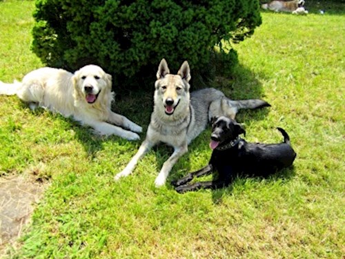 Martina- petsitter Hradec Králové nebo Páníček pro psi kočky