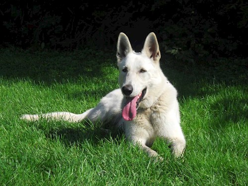 Adéla- petsitter Trojanovice or Pet nanny for dogs cats