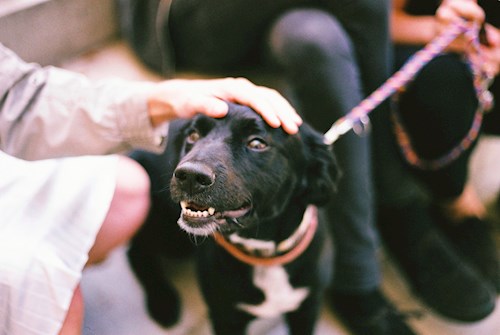 Kristína- petsitter Praha nebo Páníček pro psi kočky