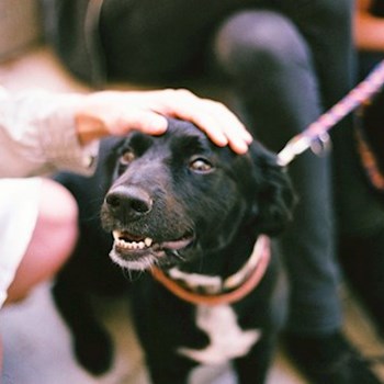 thumbnail petsitter Praha nebo páníček pro psi kočky