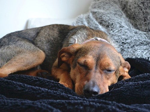 Kristína- petsitter Praha nebo Páníček pro psi kočky