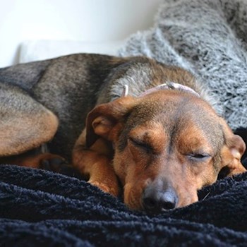 thumbnail petsitter Praha nebo páníček pro psi kočky