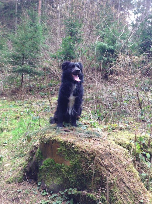 Kristína- petsitter Praha nebo Páníček pro psi kočky