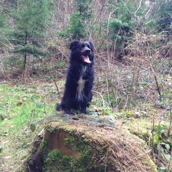 thumbnail petsitter Praha nebo páníček pro psi kočky