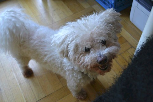 Kristína- petsitter Praha nebo Páníček pro psi kočky