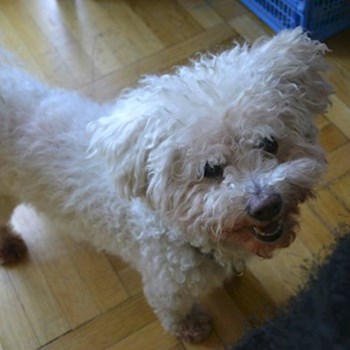 thumbnail petsitter Praha nebo páníček pro psi kočky