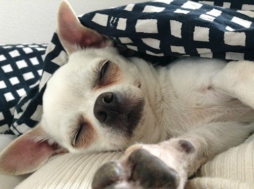 Kristína- petsitter Praha nebo Páníček pro psi kočky