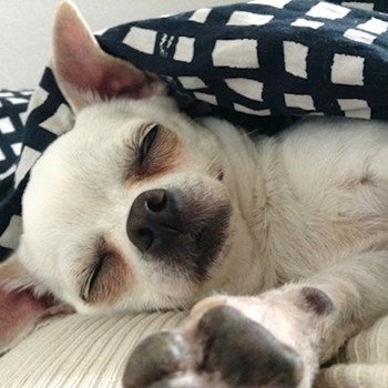 thumbnail petsitter Praha nebo páníček pro psi kočky