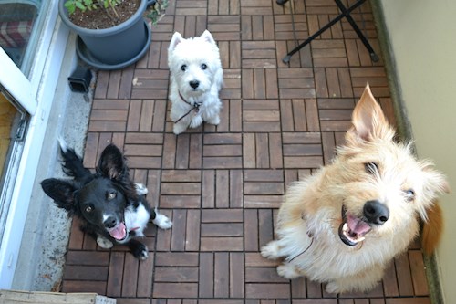 Kristína- petsitter Praha nebo Páníček pro psi kočky