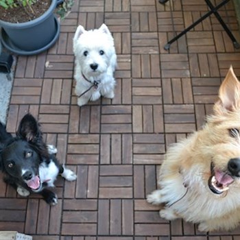 thumbnail petsitter Praha nebo páníček pro psi kočky