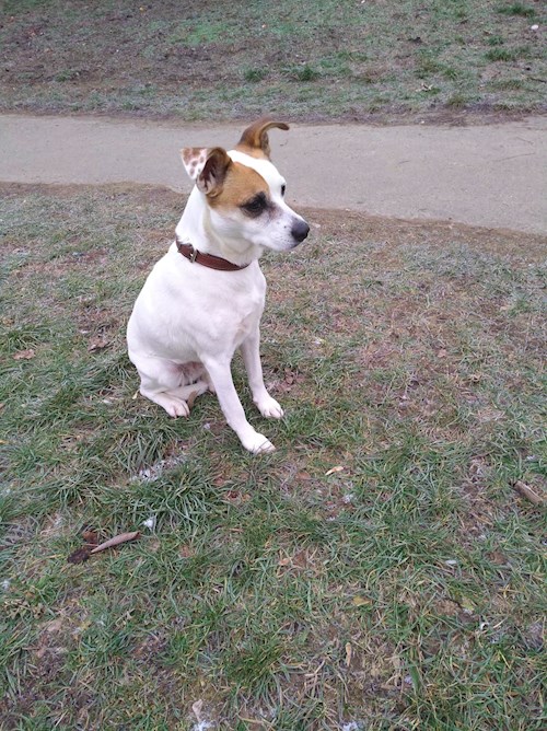 Martin- petsitter Praha 10 or Pet nanny for